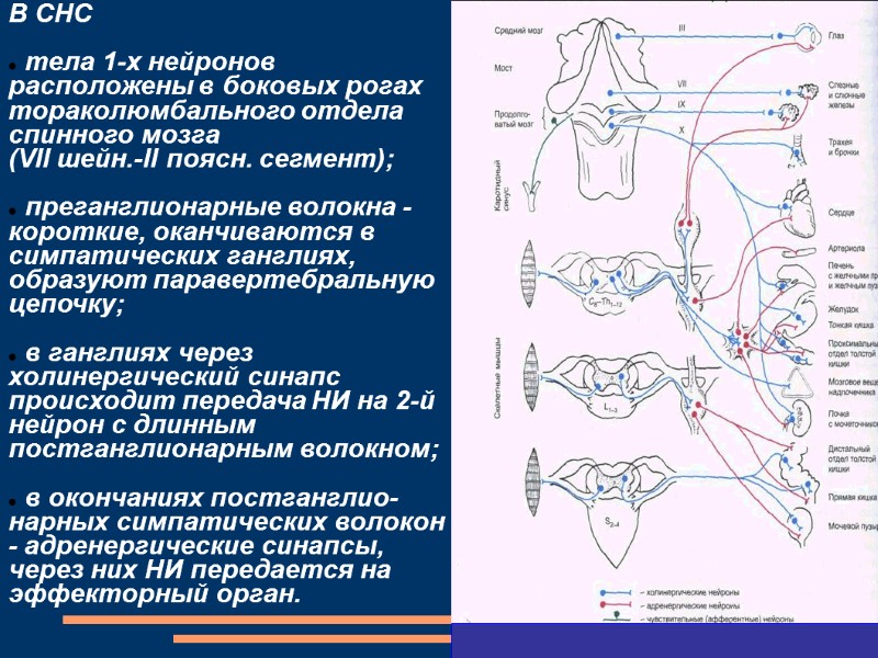 В СНС    тела 1-х нейронов расположены в боковых рогах тораколюмбального отдела